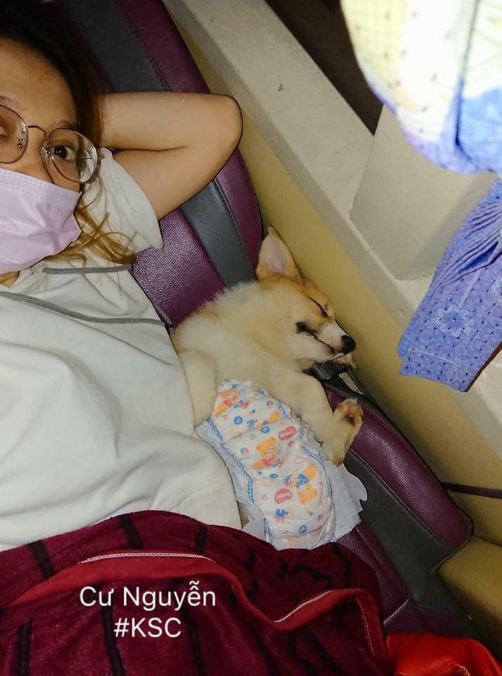 Thú cưng sẽ được lên xe nếu được đóng bỉm cẩn thận.