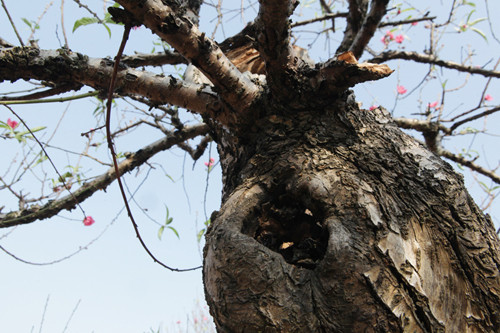 Những gốc đào này anh Việt chỉ cho thuê chứ không bán. Anh cho biết, muốn giữ lại chúng vì mất rất nhiều thời gian mới tạo ra được. Nếu bán thì chi phí rất cao, có thể lên đên vài trăm triệu một gốc