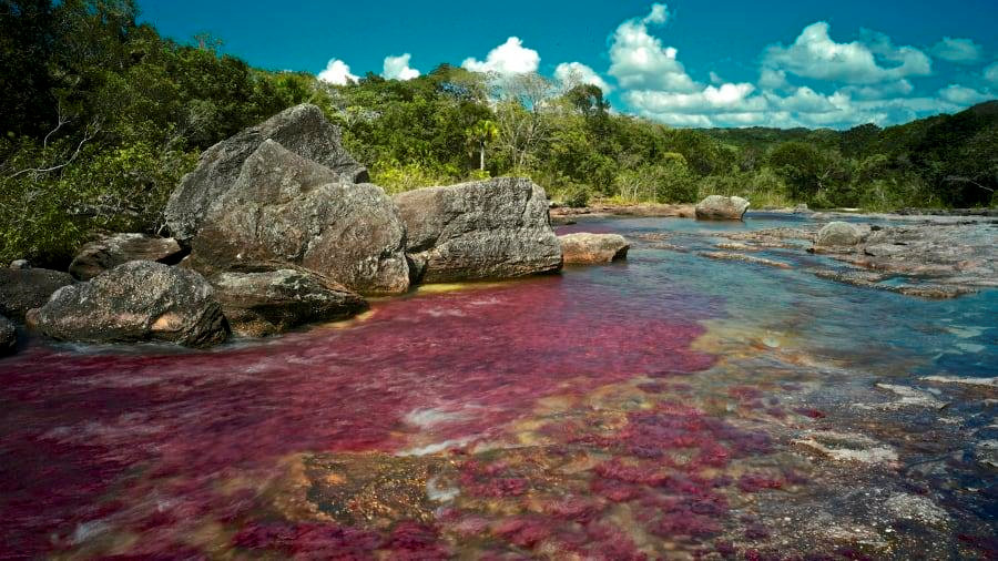 5. Cano Cristales, Colombia: Cano Cristales là địa điểm du lịch nổi tiếng thế giới, nơi được mệnh danh là "dòng sông màu sắc". Trong khoảng thời gian giữa mùa khô và mùa mưa tại đây, du khách sẽ được chiêm ngưỡng rất nhiều màu nước đa dạng từ đỏ, cam, xanh lục, vàng. Điều này được lý giải là do macarenia clavigera, một loại tảo đặc biệt được tìm thấy dưới lòng sông.