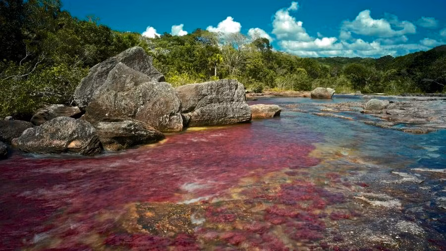 5. Cano Cristales, Colombia: Cano Cristales là địa điểm du lịch nổi tiếng thế giới, nơi được mệnh danh là "dòng sông màu sắc". Trong khoảng thời gian giữa mùa khô và mùa mưa tại đây, du khách sẽ được chiêm ngưỡng rất nhiều màu nước đa dạng từ đỏ, cam, xanh lục, vàng. Điều này được lý giải là do macarenia clavigera, một loại tảo đặc biệt được tìm thấy dưới lòng sông.