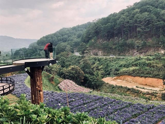 Một lưu ý nho nhỏ với các bạn trẻ khi đến với F cánh đồng hoa đó là các bạn không hái hoa bẻ cành, giẫm đạp lên luống hoa. Hãy đến để ngắm hoa và yêu hoa.