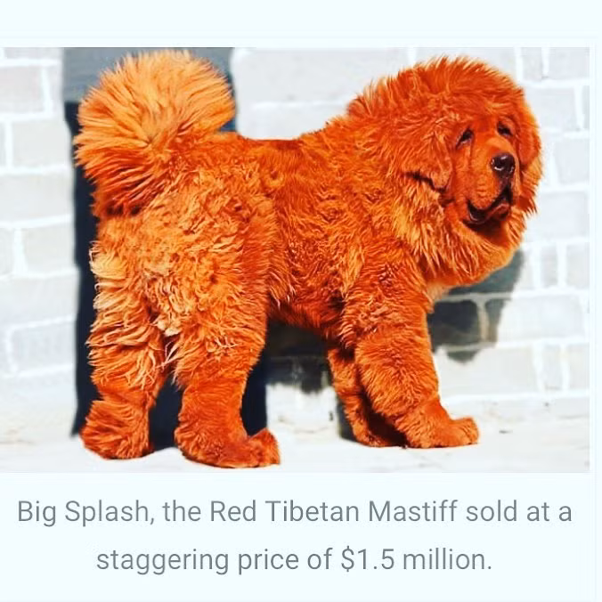 7. Chó cưng Thực tế này có vẻ kỳ lạ khi Trung Quốc là quốc gia có số lượng người tiêu thụ thịt chó rất lớn. Trong thực tế, có nhiều giống chó được đánh giá cao như một biểu tượng của địa vị trong tầng lớp trung lưu mới nổi. Chẳng hạn giống chó ngao Tây Tạng này, giá của nó cực kỳ đắt đỏ lên tới 1.280.000 USD. 