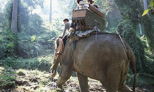 Voi quat chet quan tuong, bo chay voi 3 du khach tren lung