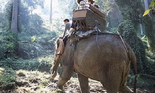 Voi quat chet quan tuong, bo chay voi 3 du khach tren lung