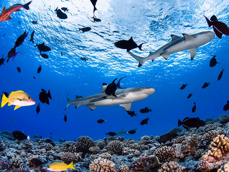 6. Tikehau. Là đảo san hô nằm trong quần đảo Palliser ở Polynesia thuộc Pháp. Các đảo san hô được tạo thành từ hai đảo lớn và nhiều đảo nhỏ. Khu vực đảo Tikehau có diện tích 461 km2.