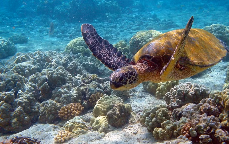 3. Aldabra. Đảo san hô lớn thứ hai thế giới và nằm trong nhóm đảo Aldabra trên Ấn Độ Dương thuộc đảo quốc Seychelles. Hòn đảo được hình thành cách đây gần 125.000 năm, được phát hiện vào năm 1511 bởi các nhà thám hiểm người Bồ Đào Nha. Cuối năm 1982, UNESCO chính thức đưa đảo vào danh sách di sản thế giới.