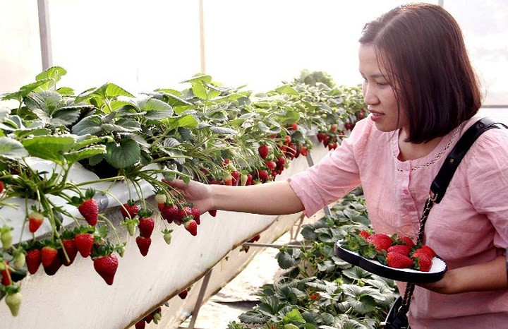 Trong khuôn viên trang trại, chủ vườn dành riêng 700m2 cho du khách vào tham quan, chụp ảnh và trải nghiệm.