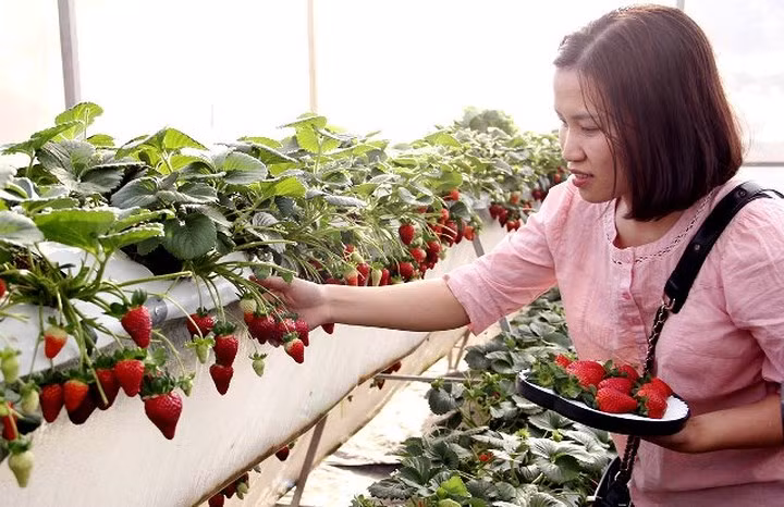 Trong khuôn viên trang trại, chủ vườn dành riêng 700m2 cho du khách vào tham quan, chụp ảnh và trải nghiệm.