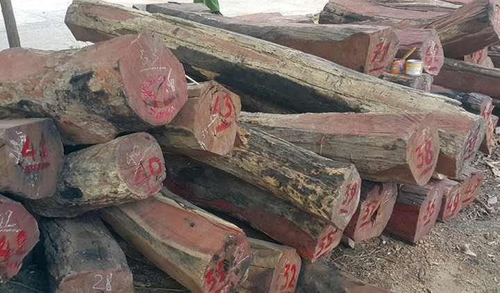 Đối tượng cầm đầu đường dây này do trùm buôn gỗ Phan Hữu Phượng (tức Phượng “râu”, trú tại thị trấn Ea T’ling, huyện Cư Jút, tỉnh Đắk Nông). (ảnh: Công an nhân dân)