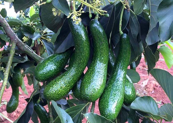 Mùa bơ thường diễn ra từ tháng 5 đến tháng 8. Với những loại bơ ngon thường giá sẽ cao hơn do lượng hàng không đủ đáp ứng nhu cầu. (Ảnh: Báo Thanh niên)