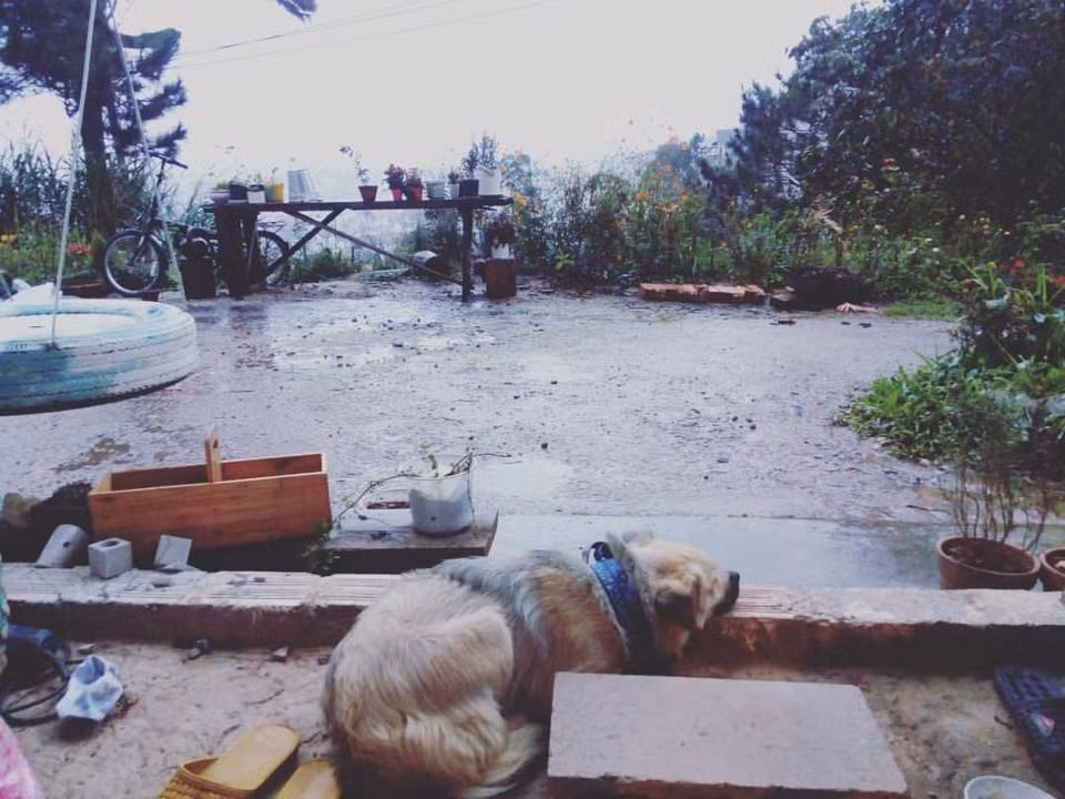 Không chỉ vậy, homestay "Nhà của tuổi thanh xuân" còn là một xưởng xà phòng và chiết xuất tinh dầu làm 100% từ tự nhiên.