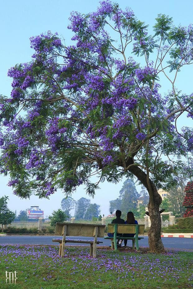 Đà Lạt tháng Ba, tháng của sắc tím của hàng trăm cây phượng tím cùng nhau nở hoa.