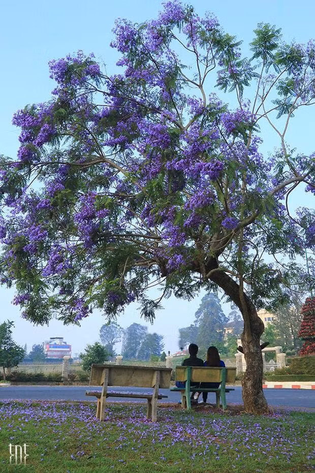 Đà Lạt tháng Ba, tháng của sắc tím của hàng trăm cây phượng tím cùng nhau nở hoa.