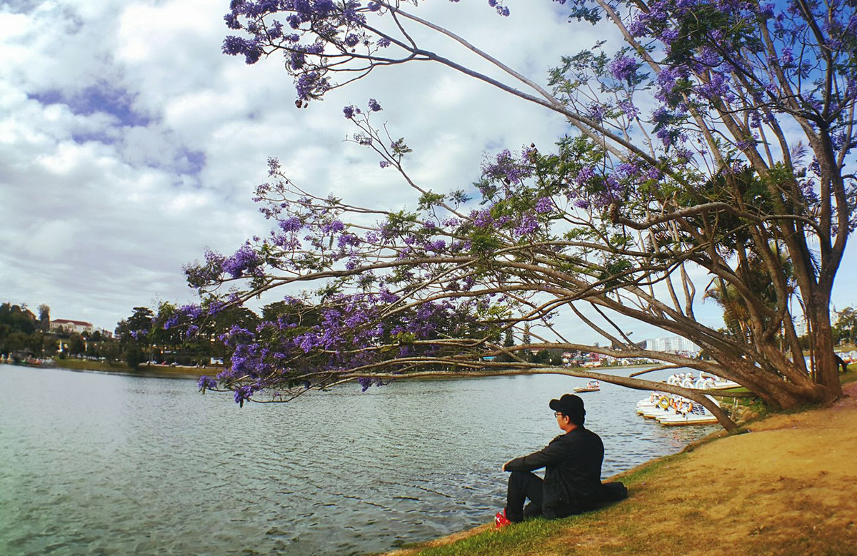 Dưới bóng chiều tà, sắc tím của cây hoa phượng lại càng trở nên đẹp và in bóng xuống mặt hồ.