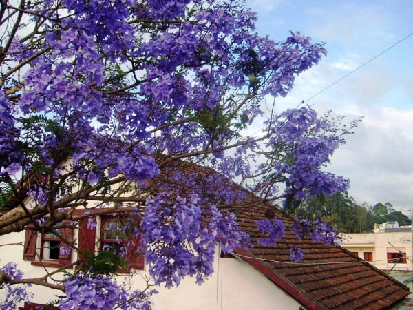 Những bông phượng tím bắt đầu nở là thời điểm báo hiệu mùa hè của Đà Lạt đã chuẩn bị đến.