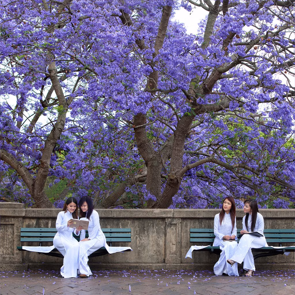 Nhìn phượng tím có phần giống với loài phượng đỏ gắn liền với tuổi học trò. Chỉ khác là hoa có màu tím và không có nhiều cánh như phượng đỏ mà thôi.