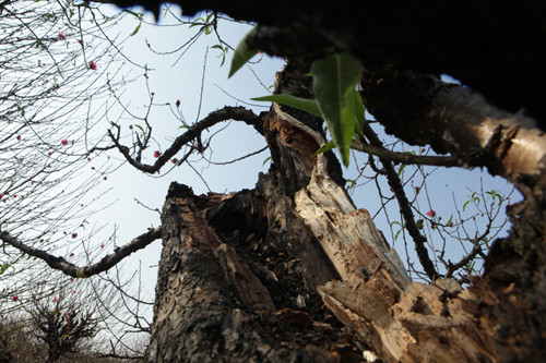 Một gốc đào lũa uốn lượn, xù xì, thân cây mục, thân gần như chỉ còn vỏ, cho thuê với giá trên 50 triệu động.