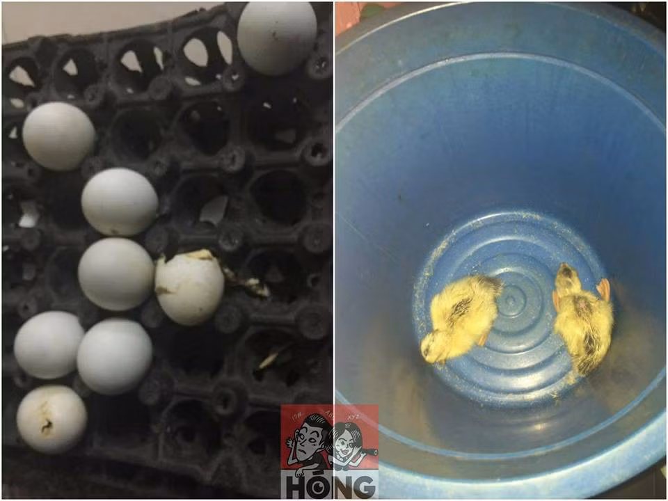 Quen trung vit lon trong tu, dan mang bong co dan thu cung cuc xinh