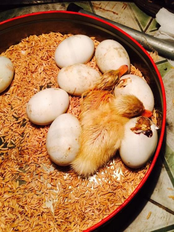 Nhiều bạn trẻ cũng cho biết, họ sẵn sàng "giải cứu" các chú vịt con để nuôi hộ cô bạn này và hứa sẽ là một người chủ tốt bụng.