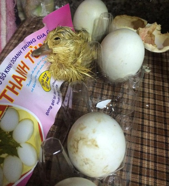 Được biết, người chia sẻ bài viết trên có tên là Trâm Anh và theo miêu tả của cô bạn này khi xuống bếp nấu đồ ăn thì bất ngờ phát hiện có tiếng kêu chíp chíp rồi phát hiện 20 quả trứng vịt lộn mình mua về để ăn ở nhà đang bắt đầu nở thành vịt con.
