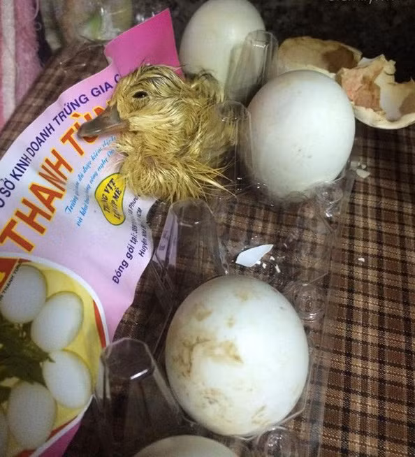 Được biết, người chia sẻ bài viết trên có tên là Trâm Anh và theo miêu tả của cô bạn này khi xuống bếp nấu đồ ăn thì bất ngờ phát hiện có tiếng kêu chíp chíp rồi phát hiện 20 quả trứng vịt lộn mình mua về để ăn ở nhà đang bắt đầu nở thành vịt con.
