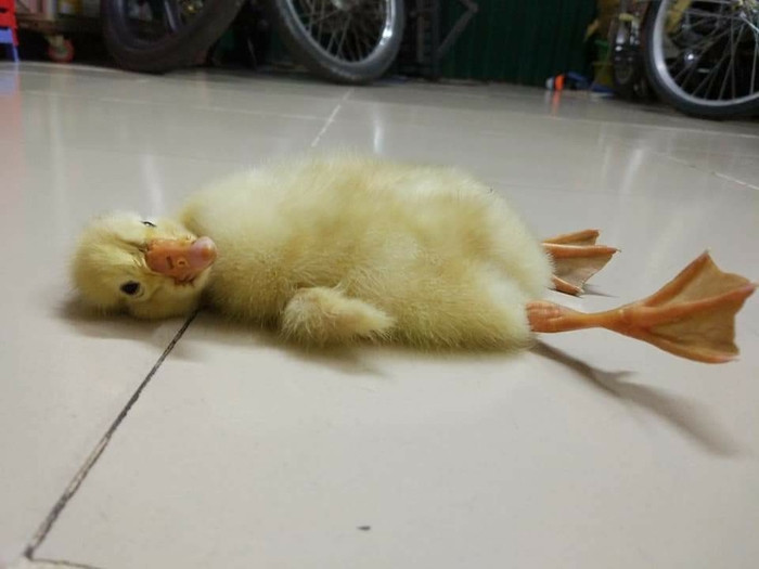 Sau khi chia sẻ lên mạng xã hội, những câu chuyện này đã thu hút sự chú ý của cộng đồng mạng khi nhận được hàng nghìn like và bình luận. Nhiều cư dân mạng tin rằng, những chú vịt và chim chết hụt này có sức sống rất mãnh liệt.