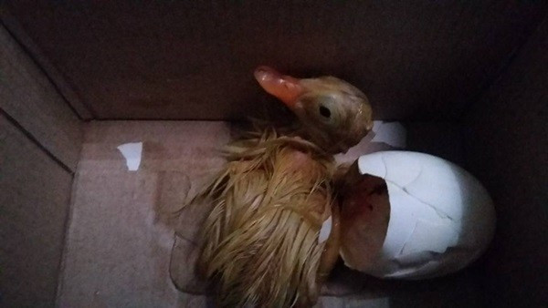 Theo ý kiến từ dân mạng, đa phần đều khuyên Trâm Anh nên giữ lại nuôi làm thú cưng bởi các chú vịt con rất đáng yêu và khá dễ nuôi. Nếu nhà cô bạn này có sân hoặc địa điểm thích hợp thì càng tốt.