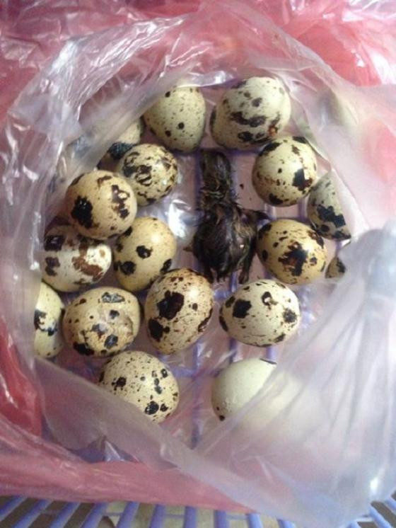 Đơn cử như nickname Hạnh La La có viết: "'Vì cái thời tiết Sài Gòn nóng nực mà giờ em trở thành ông bố bất đắc dĩ của 2 đứa vịt con này. Lúc đầu mình cũng hoang mang như Trâm Anh bởi chẳng có tí kiến thức nào về chăn nuôi và không biết sẽ nuôi các em kiểu gì? Nhưng sau một hồi lần mò thì đã có nhiều thông tin hơn và giờ hai em vịt đã tiếp tục sản sinh ra nhiều "hậu duệ" khác cho mình".