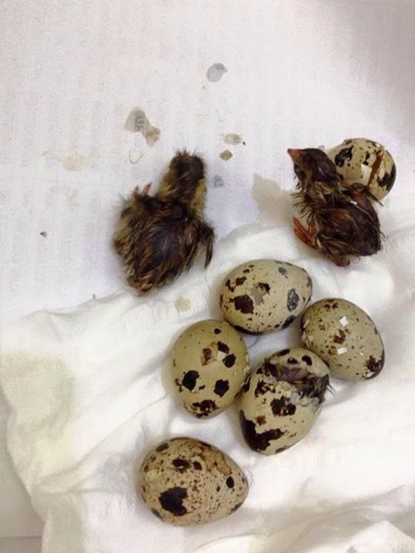 Ngay phía dưới phần bình luận của bài viết, vài thành viên trên nhóm cũng chia sẻ hình ảnh và câu chuyện trở thành bố, mẹ ''vịt'' bất đắc dĩ của mình.