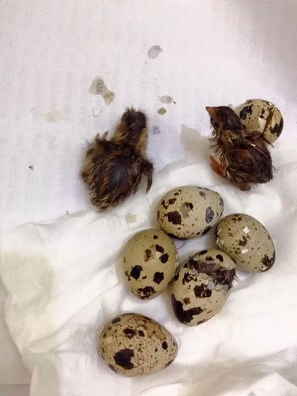 Ngay phía dưới phần bình luận của bài viết, vài thành viên trên nhóm cũng chia sẻ hình ảnh và câu chuyện trở thành bố, mẹ ''vịt'' bất đắc dĩ của mình.