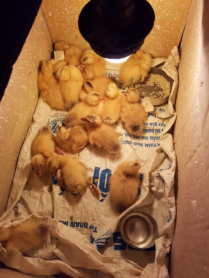 Mới đây, một nickname đã đăng lên mạng xã hội đoạn video ghi lại cảnh vài chú vịt con đang phá vỏ chui ra kèm theo lời chia sẻ '' Cuộc đời mình chưa bao giờ thấy cảnh tượng này, cảm giác rất khó tả. Hồi hộp quá, trước mắt là 20 quả trứng vịt sắp nở tương đương với 20 con vịt con. Nghĩ thôi cũng mệt, rồi không biết cho tụi nó ăn cơm hay ăn cám, làm sao để dạy nó bơi nữa chứ. Không biết nó có gọi mẹ ơi không, nghĩ đến vậy đã vui rồi."