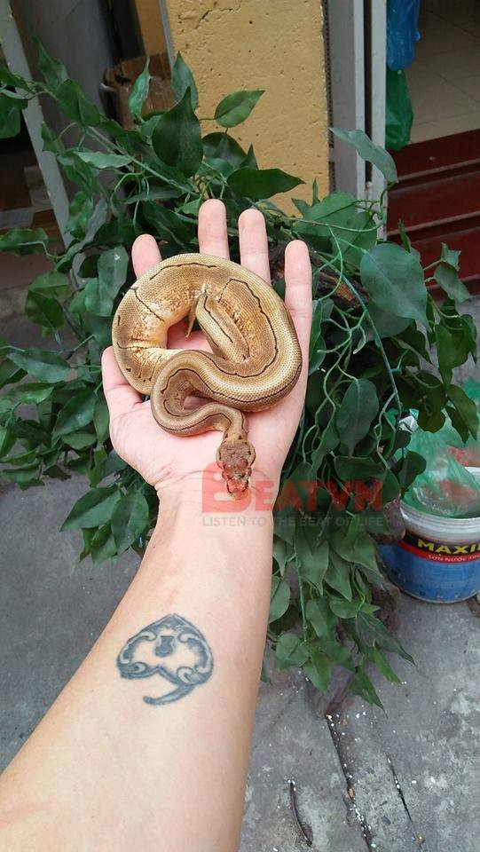 Nuôi các loài bò sát - công việc mới nghe thôi đã thấy "khó nhằn", thậm chí khiến nhiều người lo sợ vì độ nguy hiểm. Ấy vậy mà Xuân Kiên hàng ngày vẫn chung sống với các loài bò sát và coi chúng như những thành viên trong nhà.