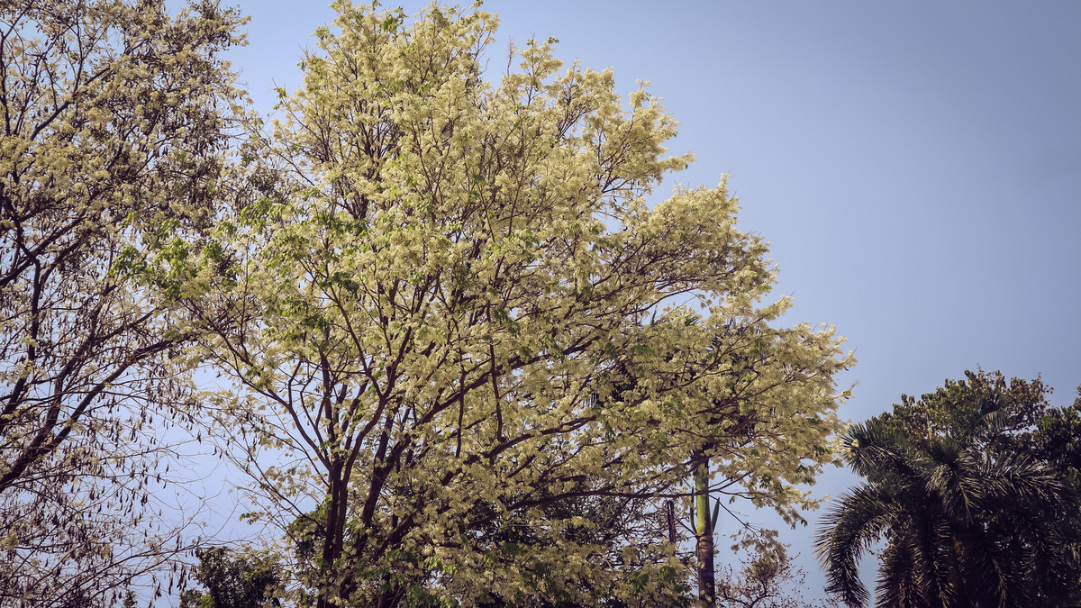 Góc đường Ngô Quyền - Lê Thạch và vườn hoa Lý Thái Tổ, quanh khu vực nhà Bát Giác cũng là địa điểm có nhiều cây hoa sưa đang bung nở trắng xóa. Bên cạnh là những cây mới bắt đầu nở, hoặc đang ra lá xanh non.