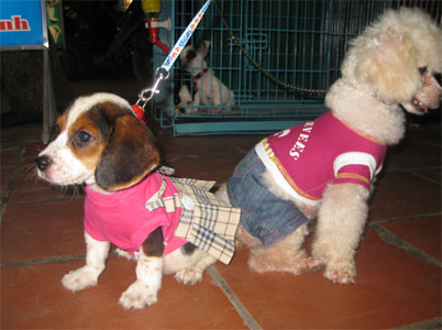 Những chú chó đã xinh nay được khoác lên mình bộ cánh sành điệu lại càng khiến nhiều người muốn cưng nựng.