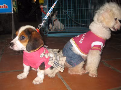 Những chú chó đã xinh nay được khoác lên mình bộ cánh sành điệu lại càng khiến nhiều người muốn cưng nựng.