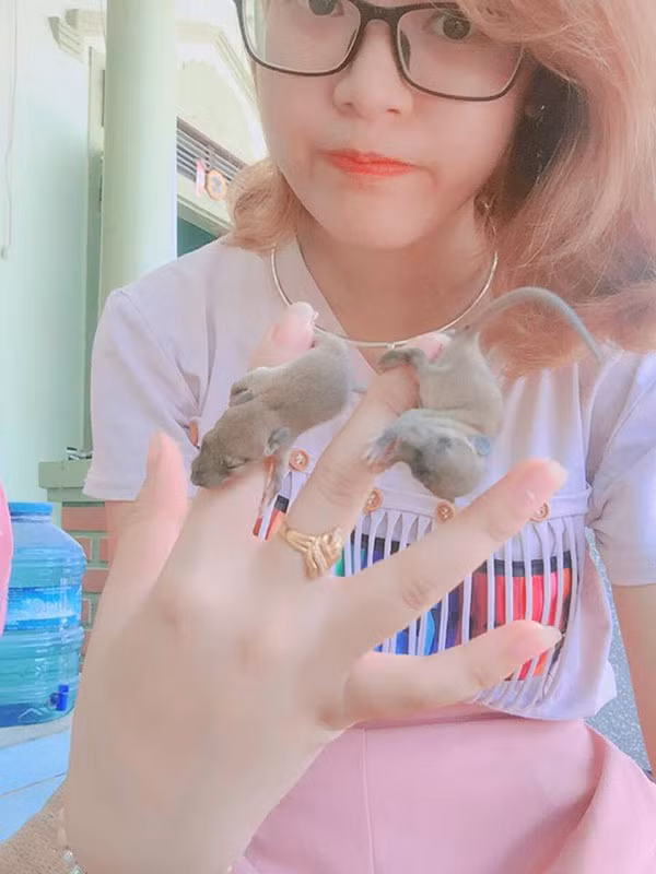 Như đã biết, chuột đồng vốn là động vật thường xuyên gây hại cho loài người. Chúng thường xuyên phá hoại mùa màng và những vật dụng trong gia đình. Nhưng với cô bạn Nguyễn Thị Hoài Thu sinh năm 1995, hiện đang sinh sống và làm việc tại Nghệ An lại không cho rằng như vậy và cô bạn quyết định nuôi dưỡng chú chuột và coi chúng như bạn.