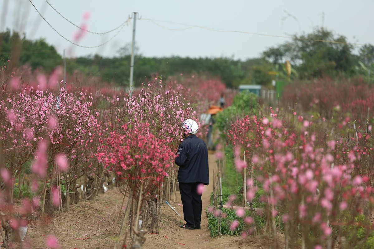 Rất nhiều người dân Hà Nội đã kỳ công vào tận vườn để chọn mua đào, một phần cũng là được ngắm vườn đào đang độ khoe sắc.