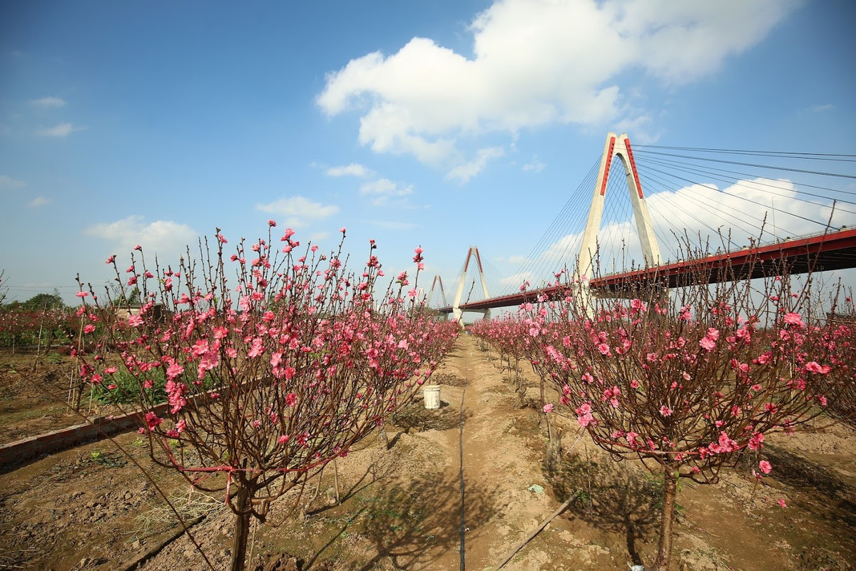 Cảnh vườn đào dưới chân cầu Nhật Tân.
