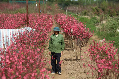 Chiều 28 Tết, có mặt tại vườn đào Nhật Tân (Hà Nội) - một trong những địa điểm trong đào lớn nhất cả nước - mới cảm nhận được không khí Tết đã tràn ngập khắp nơi.