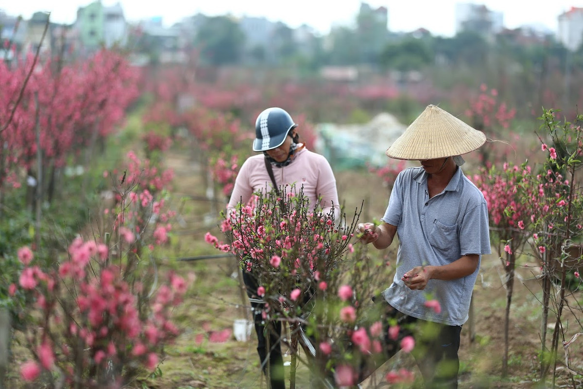 Ngoài những cành đào bích truyền thống, tại vườn đào Nhật Tân, những cành đào trắng cũng xuất hiện và thu hút sự chú ý của nhiều người đi mua.