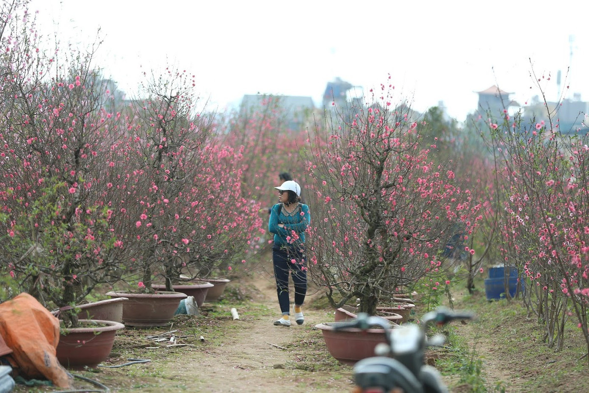 Bác Bình Chằm (53 tuổi) chia sẻ: "Mặc dù không to và đều hoa như mọi năm nhưng những lứa hoa đào năm nay cũng khá đẹp, nó báo hiệu Tết đã về".