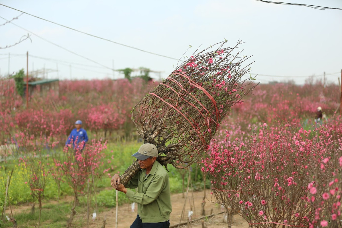 Dù đặc biệt nhưng giá những cành đào trắng cũng không quá cao so với đào bích, chỉ dao động từ 400.000 đồng - 700.000 đồng với những cành to và đẹp.