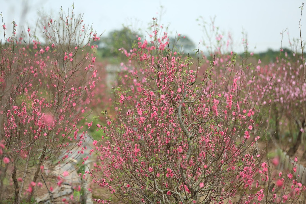 Mỗi cành đào có giá khác nhau, cành đào nhỏ có giá từ 50.000-100.000 đồng/cành, cành đào dáng thế có giá từ 200.000-300.000 thậm chí lên đến hơn 1 triệu đồng/cành.