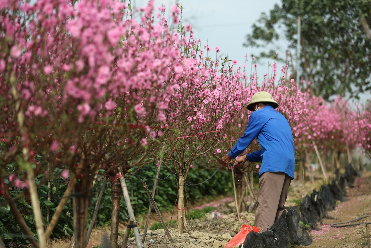 Với thời tiết nắng nóng của Hà Nội những ngày vừa qua, đào năm nay nở rộ hơn. Không khí Tết tràn ngập khắp các khu vườn tại Nhật Tân.