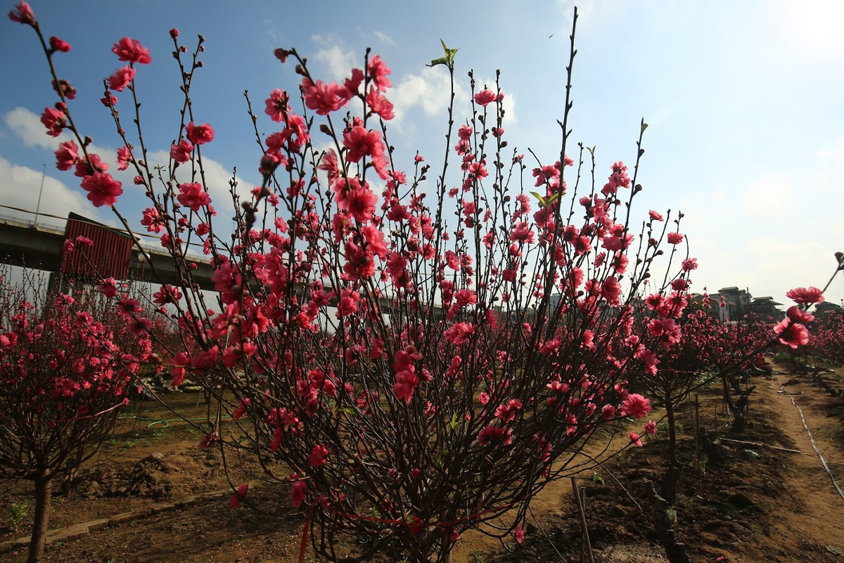 Bác Bình Chằm chia sẻ thêm: "Việc đào nở sớm như này khiến vụ đào năm nay thất thu. Thêm nữa, những năm gần đây, người dân bắt đầu chuyển sang chơi đào rừng nhiều nên đào Nhật Tân bán cũng khá chậm".