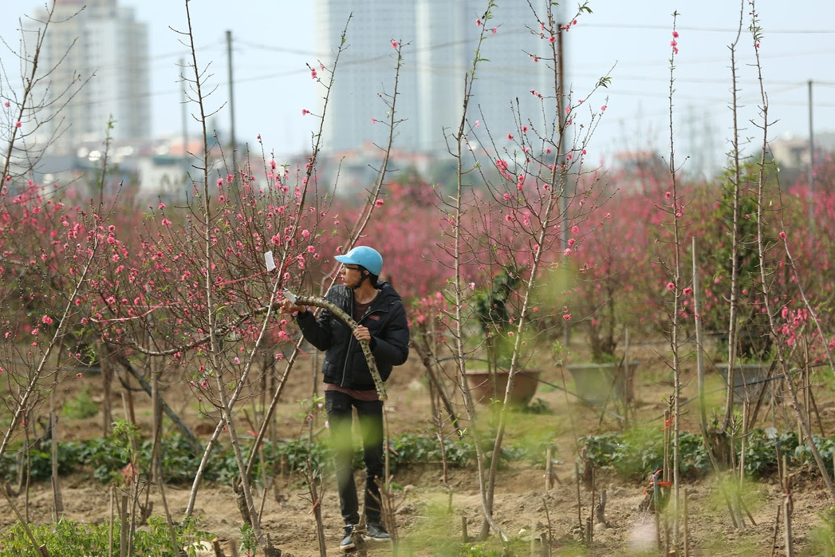 Bác Ninh Hòa (48 tuổi, Hàng Chuối) chia sẻ: "Tôi muốn vào tận vườn xem có cành nào ưng mắt thì mua luôn. Tại đây, giá cả cũng không bị nói thách quá cao như ngoài chợ mà mình còn chọn được gốc mình thích".