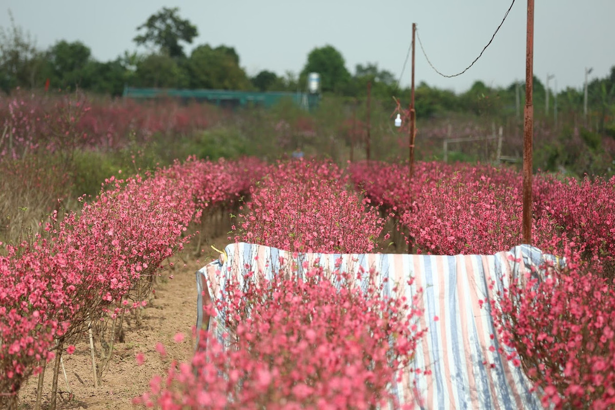 Quang cảnh tại vườn đào Nhật Tân lúc nào vô cùng đẹp mắt khi các cánh hoa đào đã nở tung. Việc đào nở rực rỡ ngày trước Tết theo nhiều người dân trồng đào đó là do thời tiết nắng nóng thời gian vừa qua.