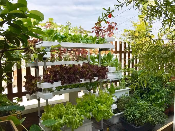 Ngay khi xây dựng ngôi nhà, vợ chồng chị đã lên ý tưởng thiết kế vườn và thực hiện biện pháp chống thấm, thoát nước kỹ càng vì một phần không nhỏ diện tích vườn áp dụng phương pháp trồng trực tiếp xuống mặt trần. Hệ thống thủy canh được chị lắp đặt sau này chủ yếu để trồng các loại rau sạch làm salad.