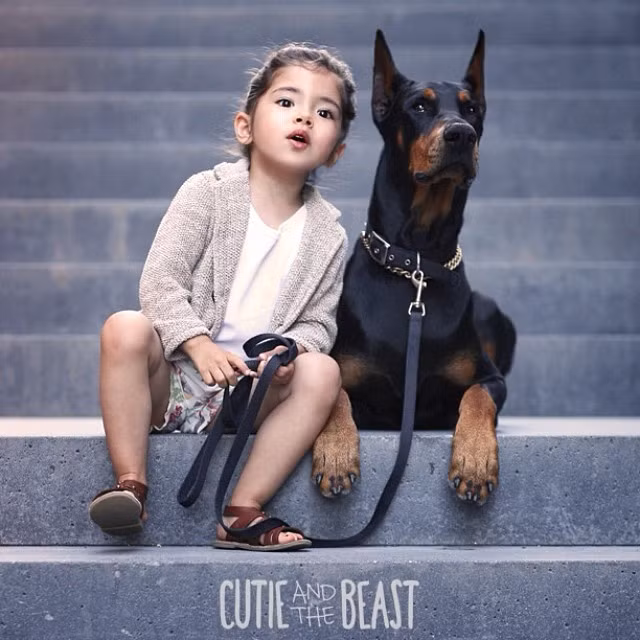 Những chú chó rất khoái khi nhìn vào máy ảnh.