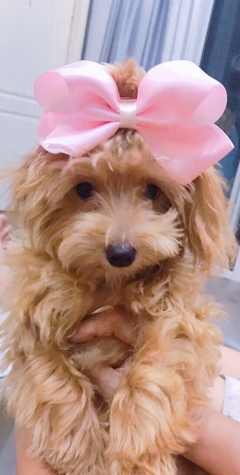 Chị Hồng cho biết khi đến đón thì Kem được nhốt trên lầu nhưng khi nghe tiếng chủ thì nó mừng và sủa rất to. Gia đình đó không cho chúng tôi chuộc Kem nhưng năn nỉ suốt và cuối cùng chúng tôi phải trả 6 triệu đồng để chuộc lại Kem.